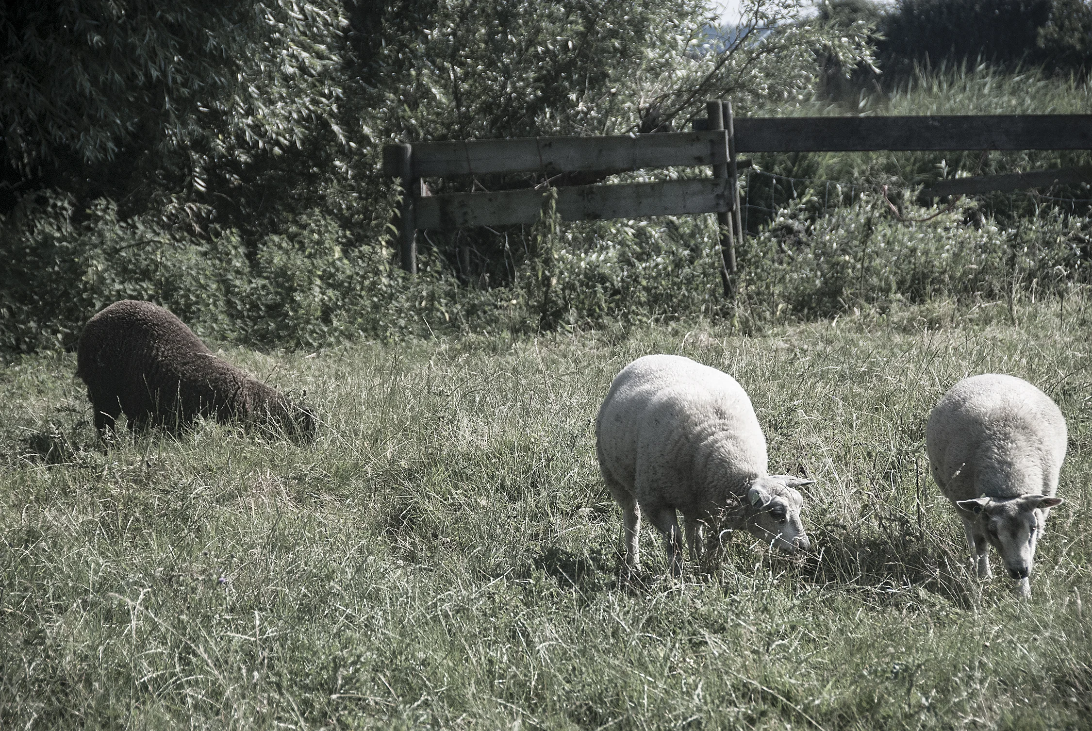 Sheep Grazing in a Meadow