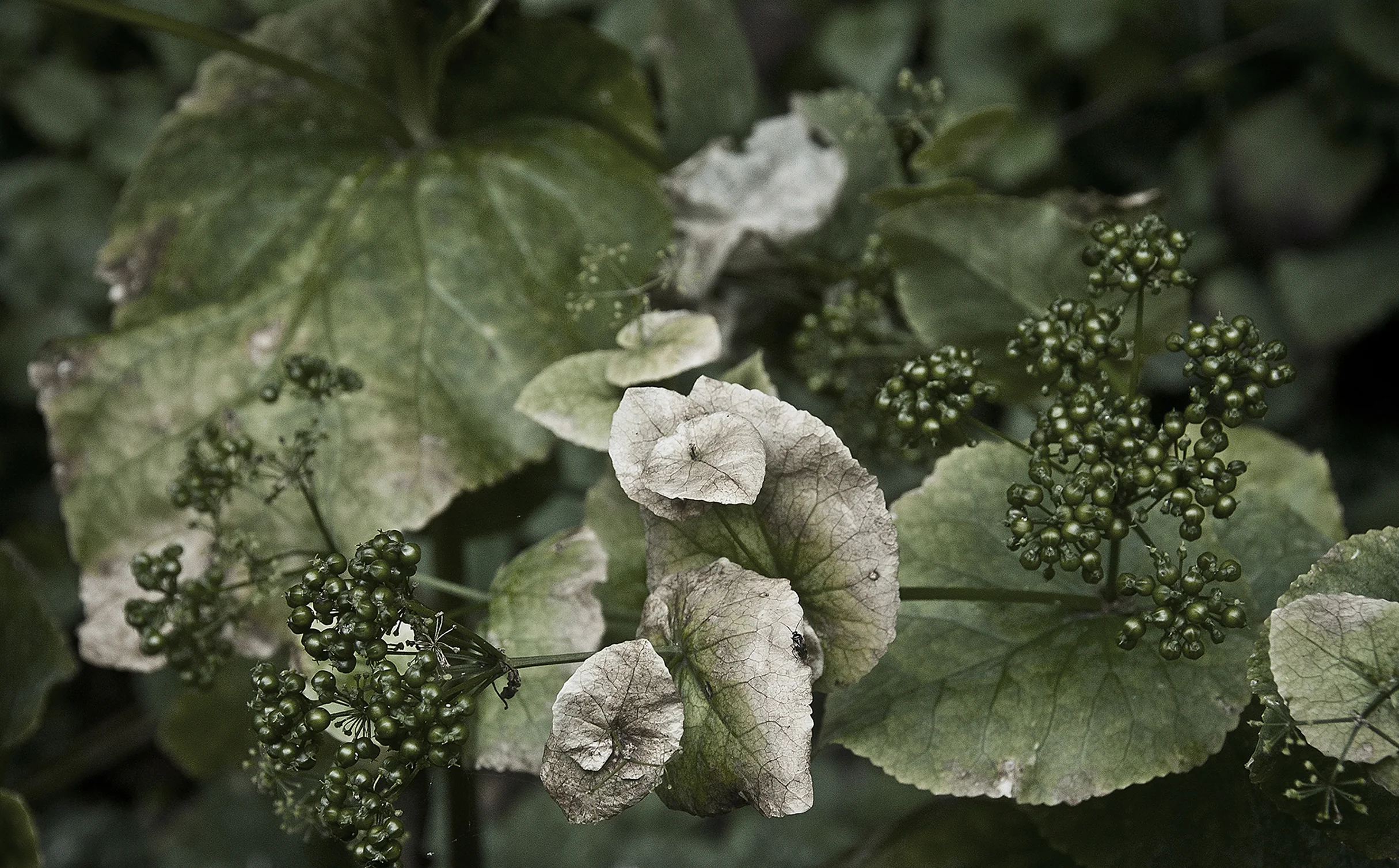 Budding Plant with an Insect Crawling on One of Its Leaves
