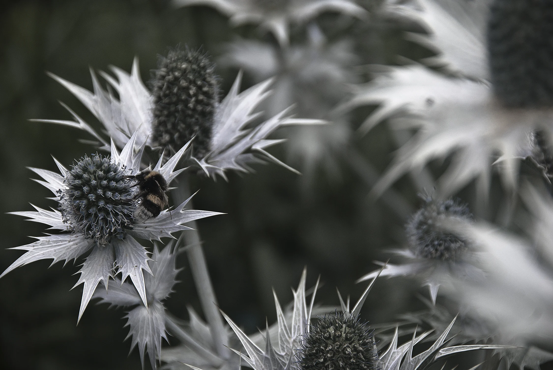 Photograph of Spiky White Thistle Flowers with Bumble Bee