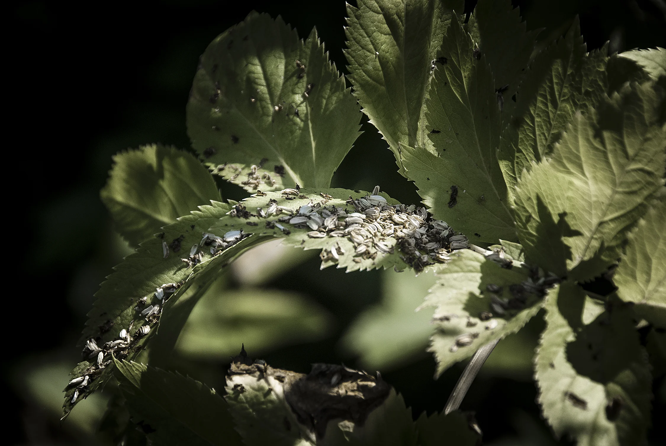 White Petals on a Leaf
