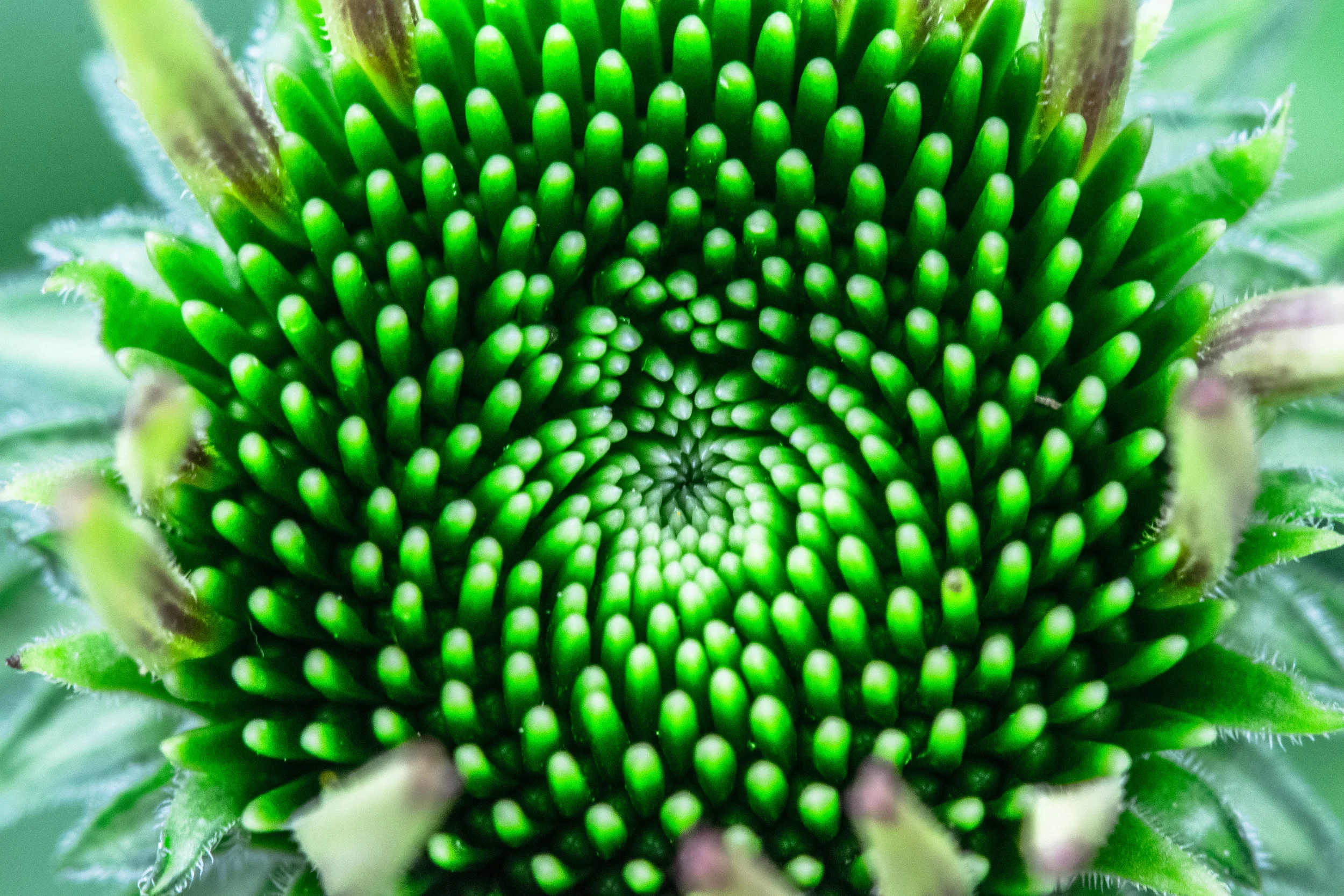 Budding Bright Green Flower with Fractal Forms