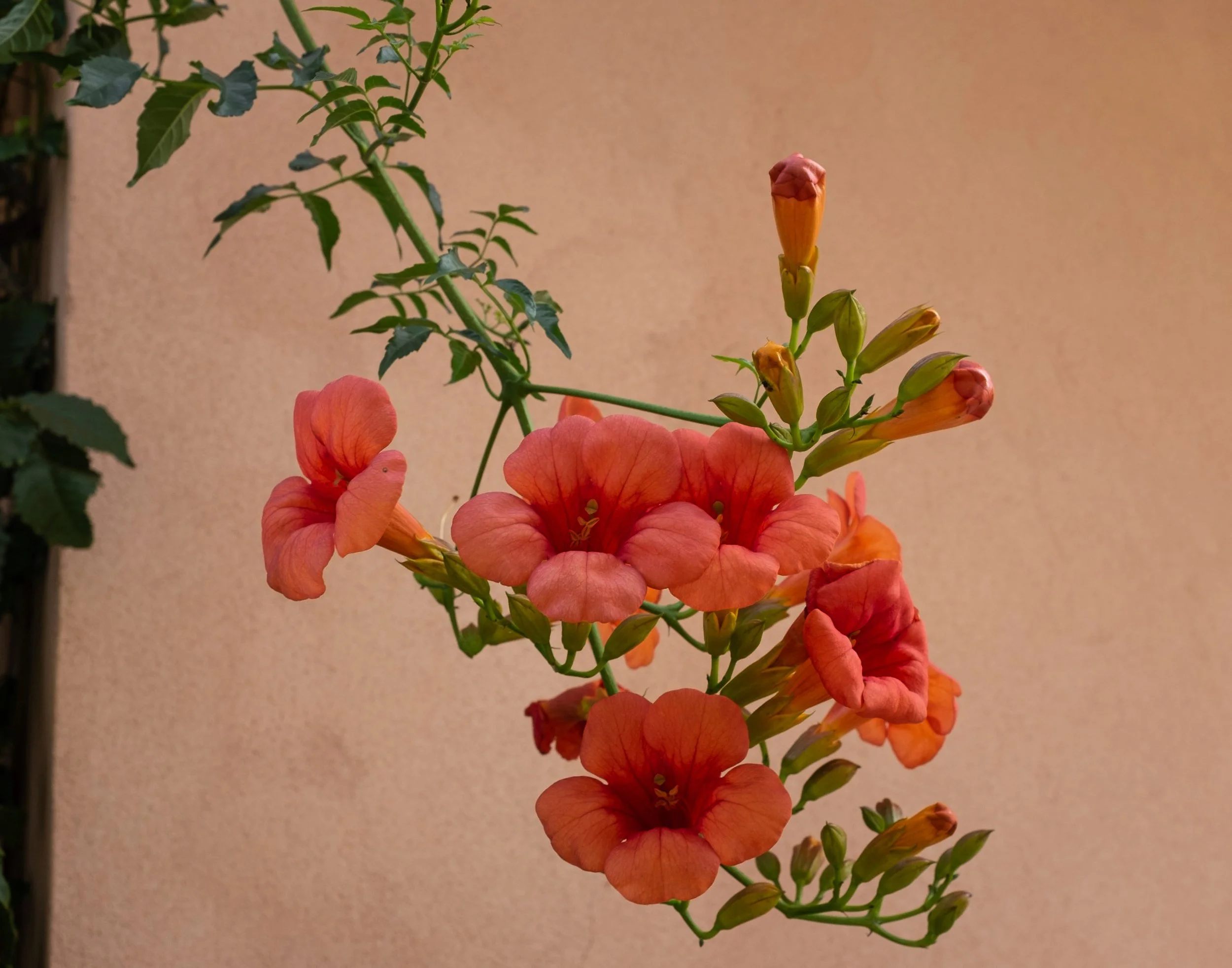 ItalianFlowers.jpg