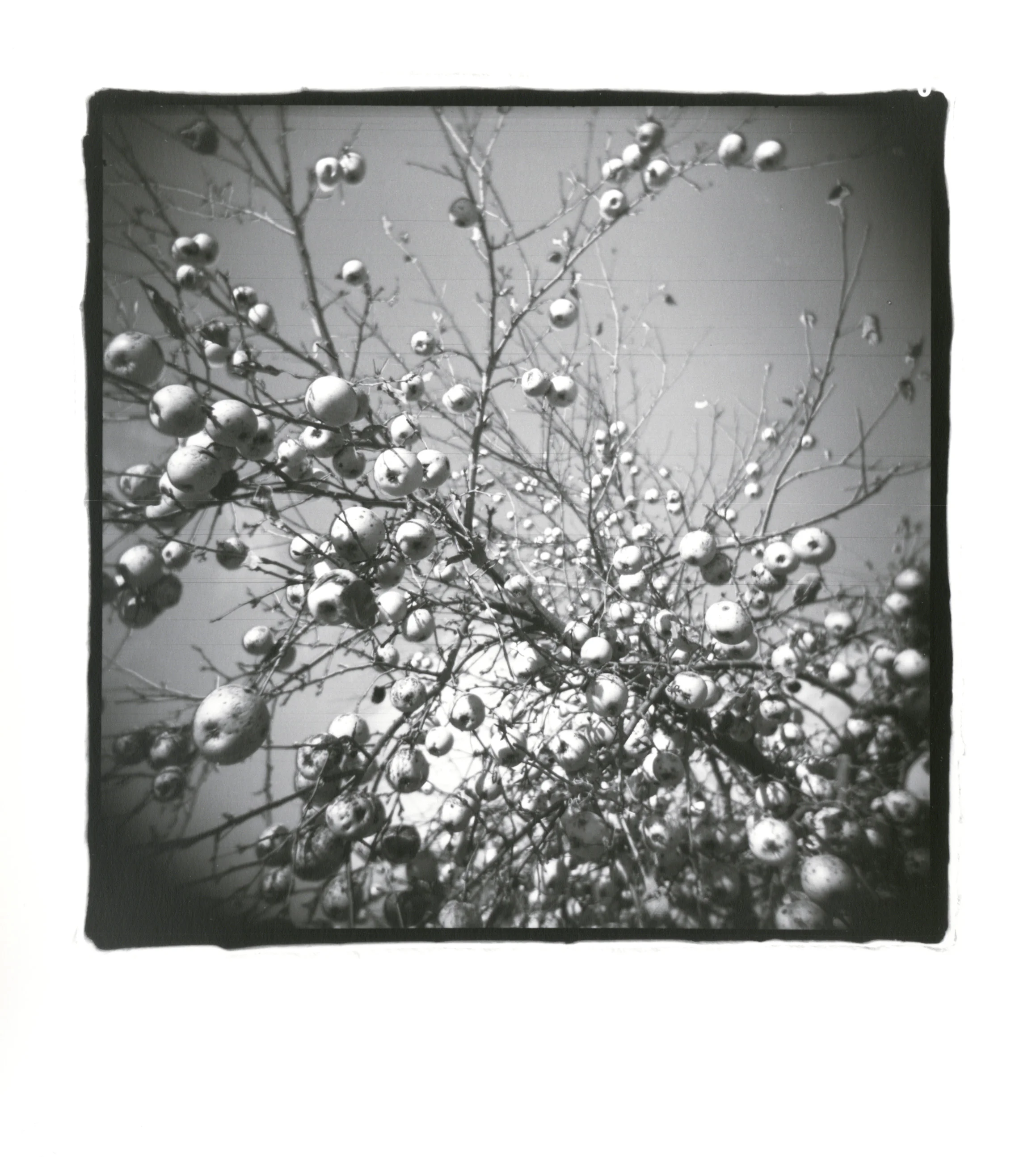 November Apples