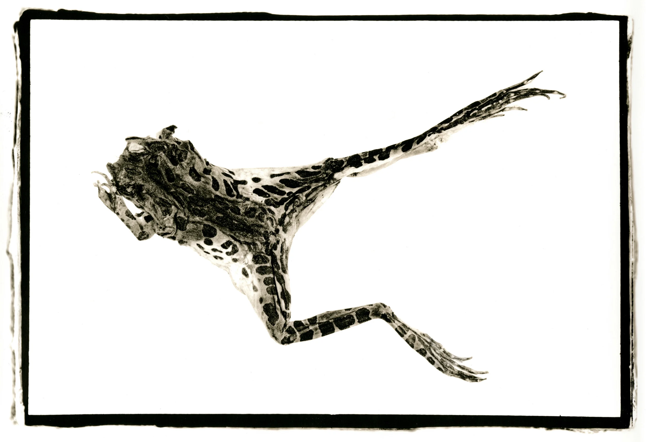 Dead Frog