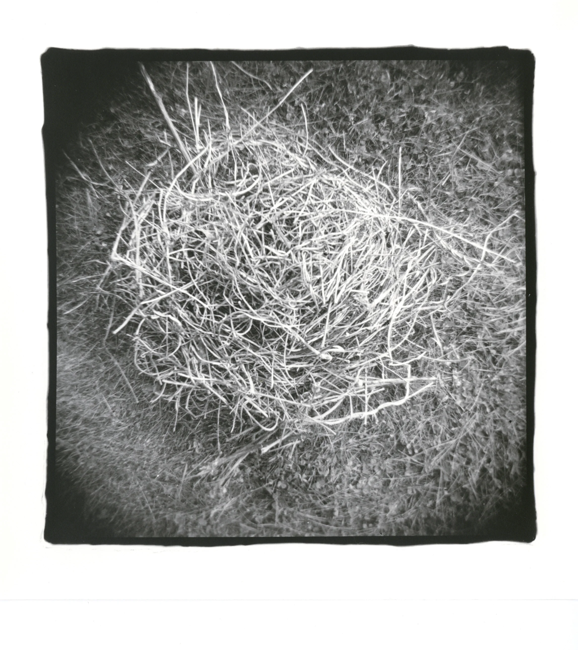 Nest of Vines