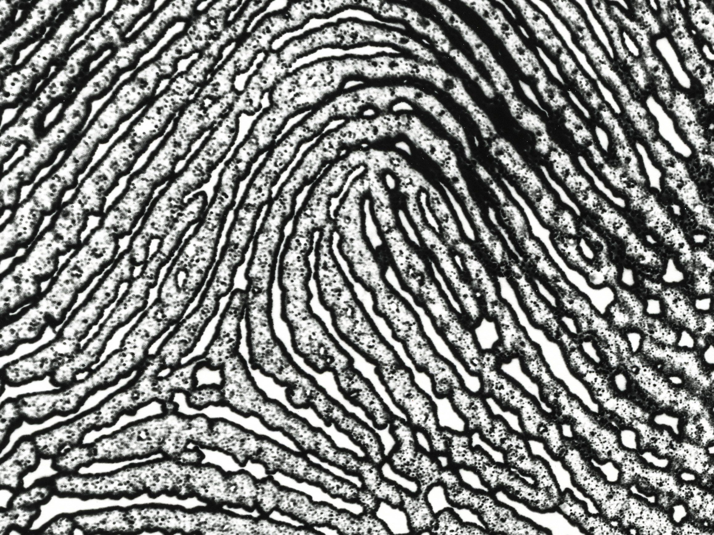 Fingerprint Interior, Anahi Costa