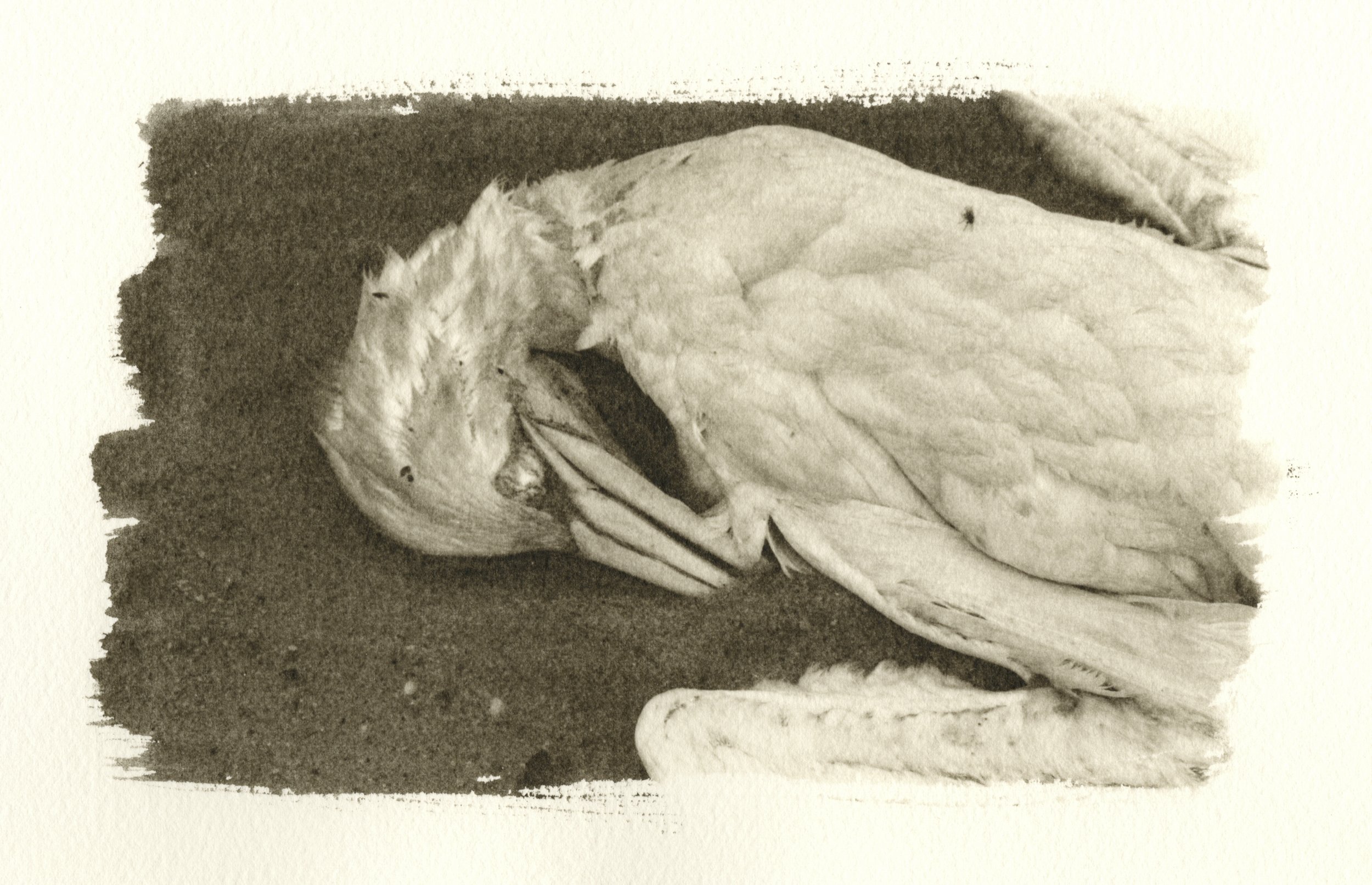 Dead Gull, Cape Cod, 2002