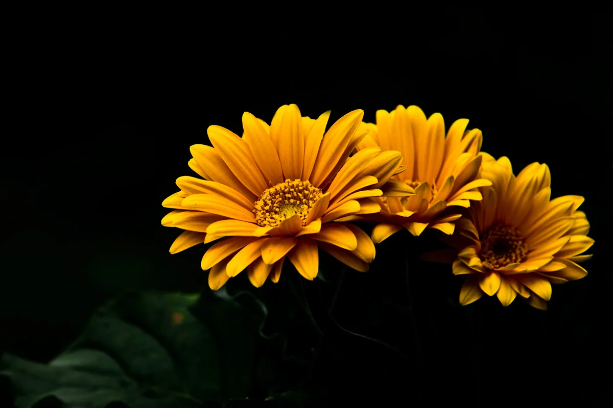 sunflowers.jpg