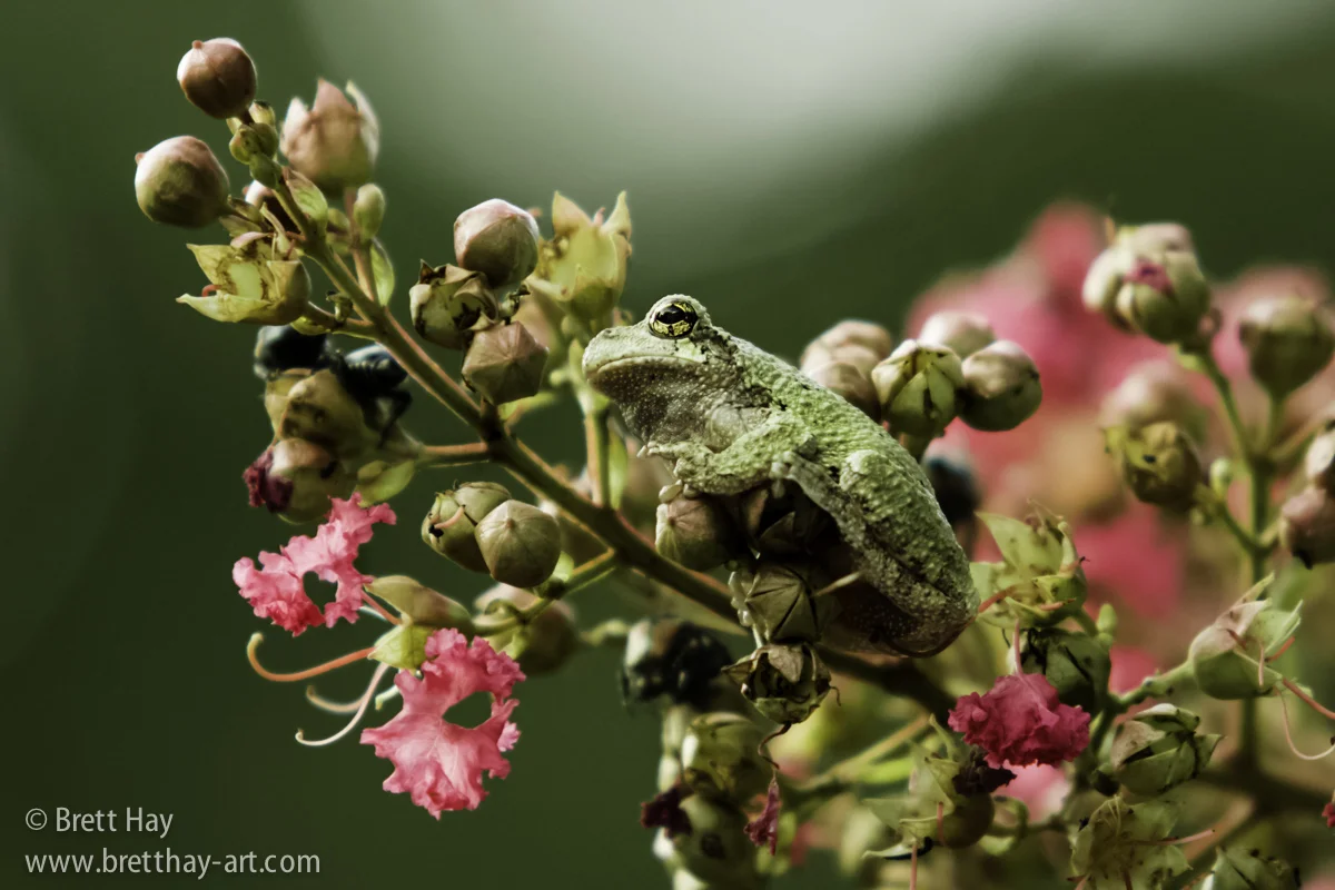 frog-5.jpg