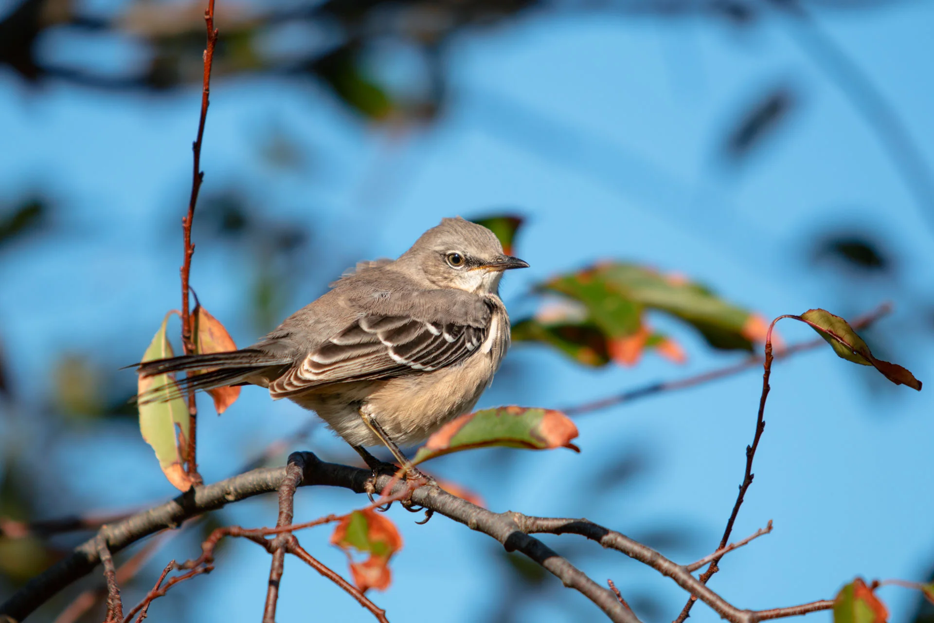 Bird.jpg