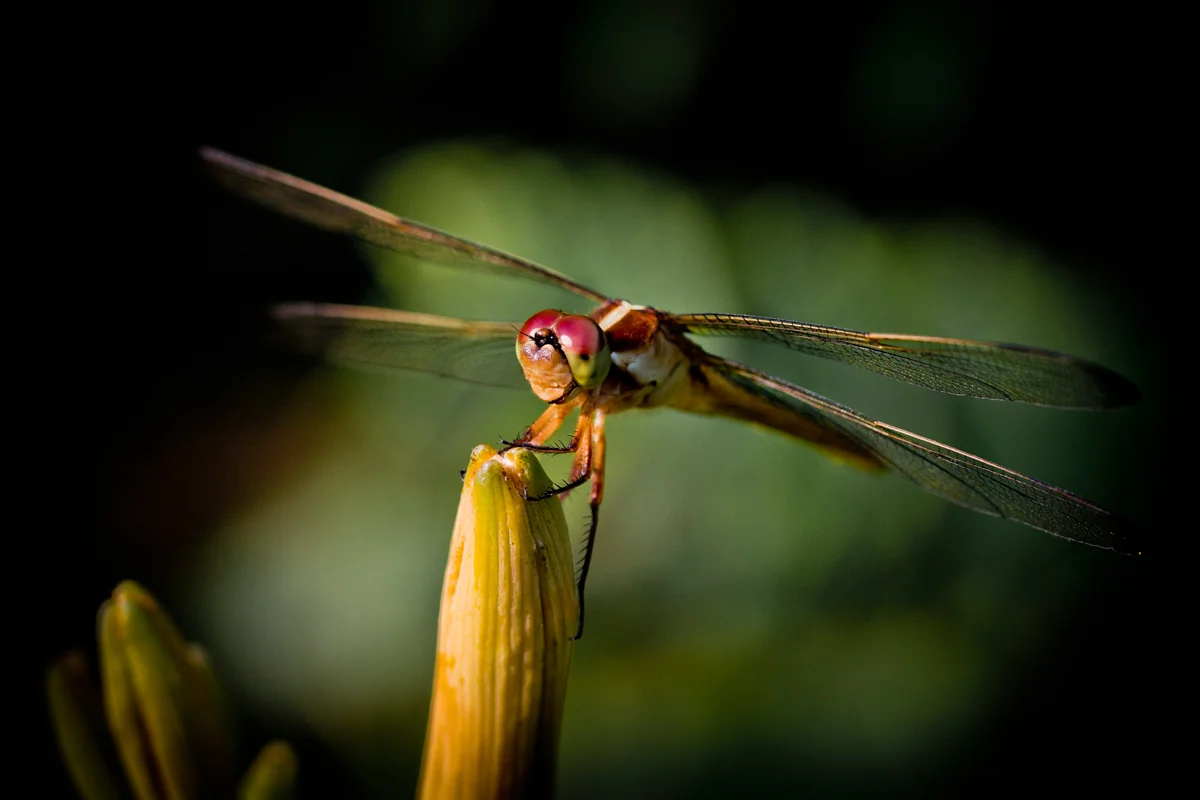 Dragonfly.jpg