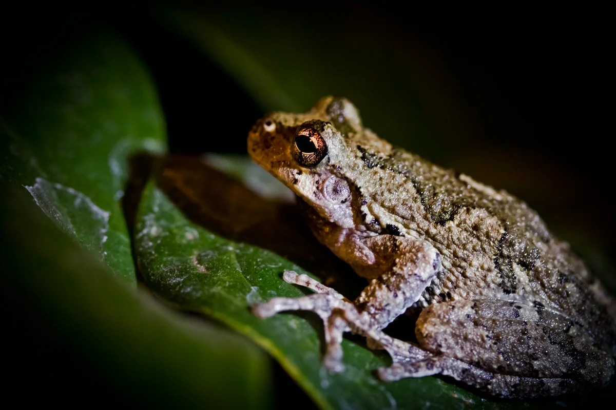 grays-treefrog.jpg
