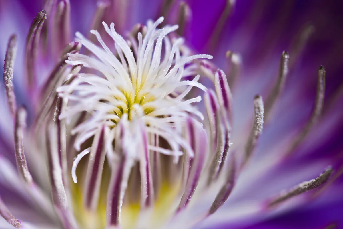 macro-flower.jpg