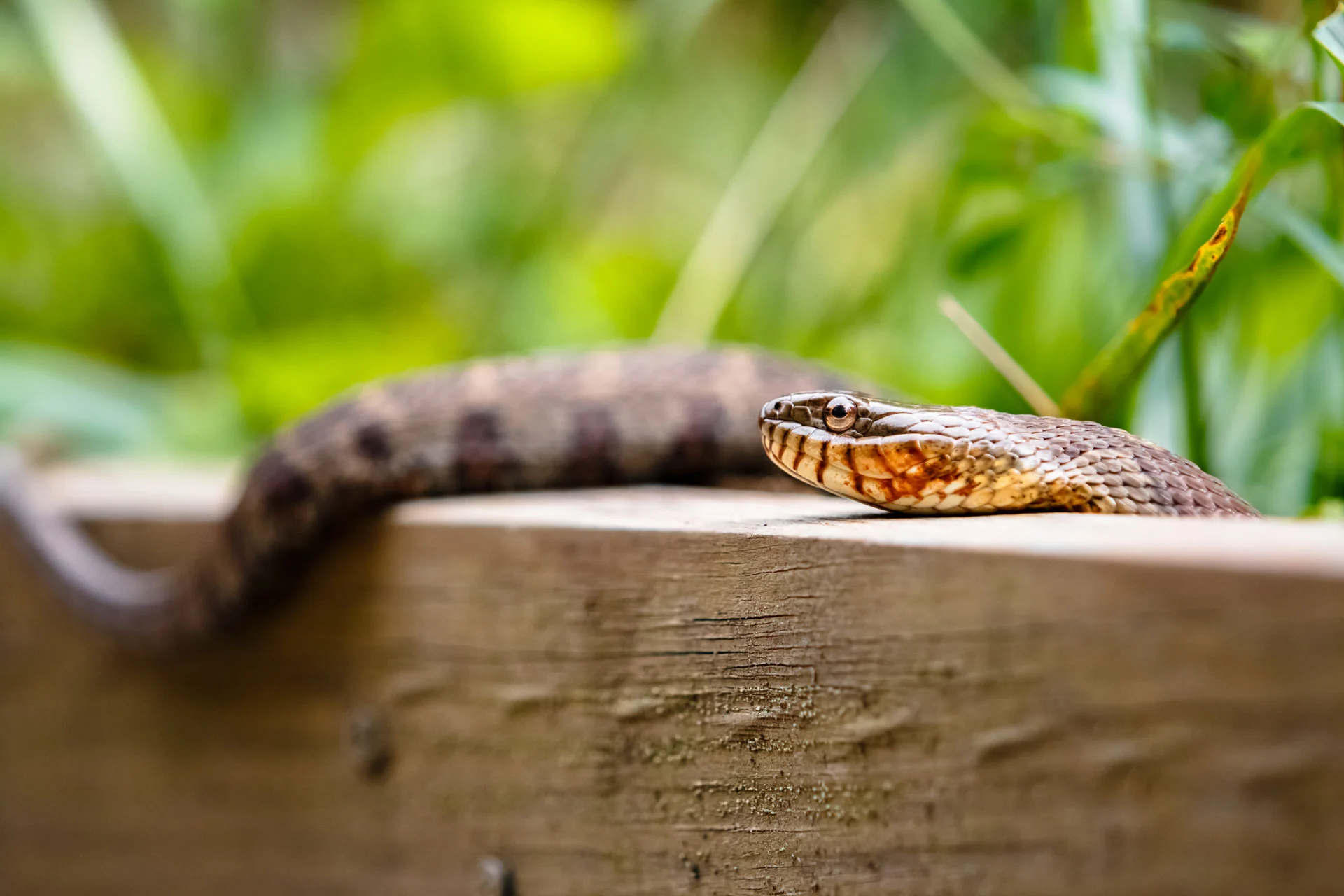snake.jpg