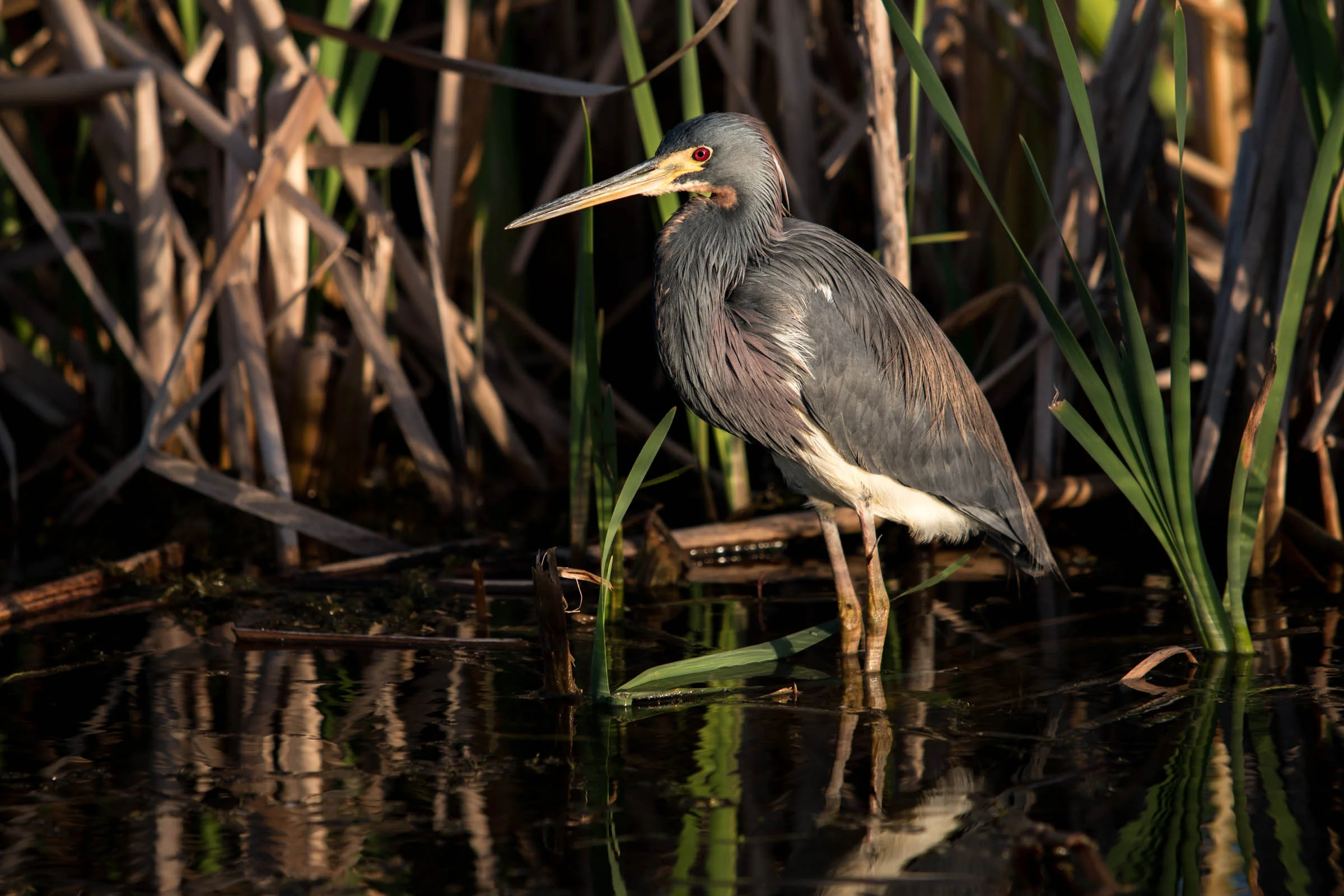 Tricolored Heron_.jpg