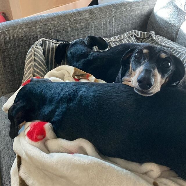 Margot engages puppy-periscope in the deeps of the cuddle puddle.