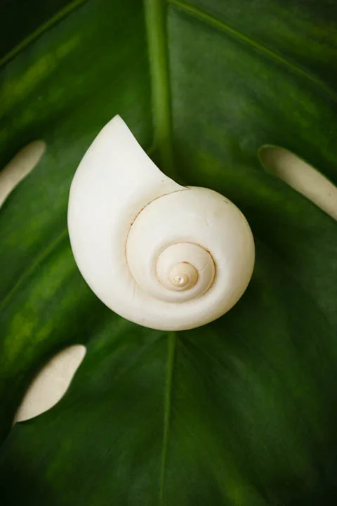 Swirlshell1.jpg