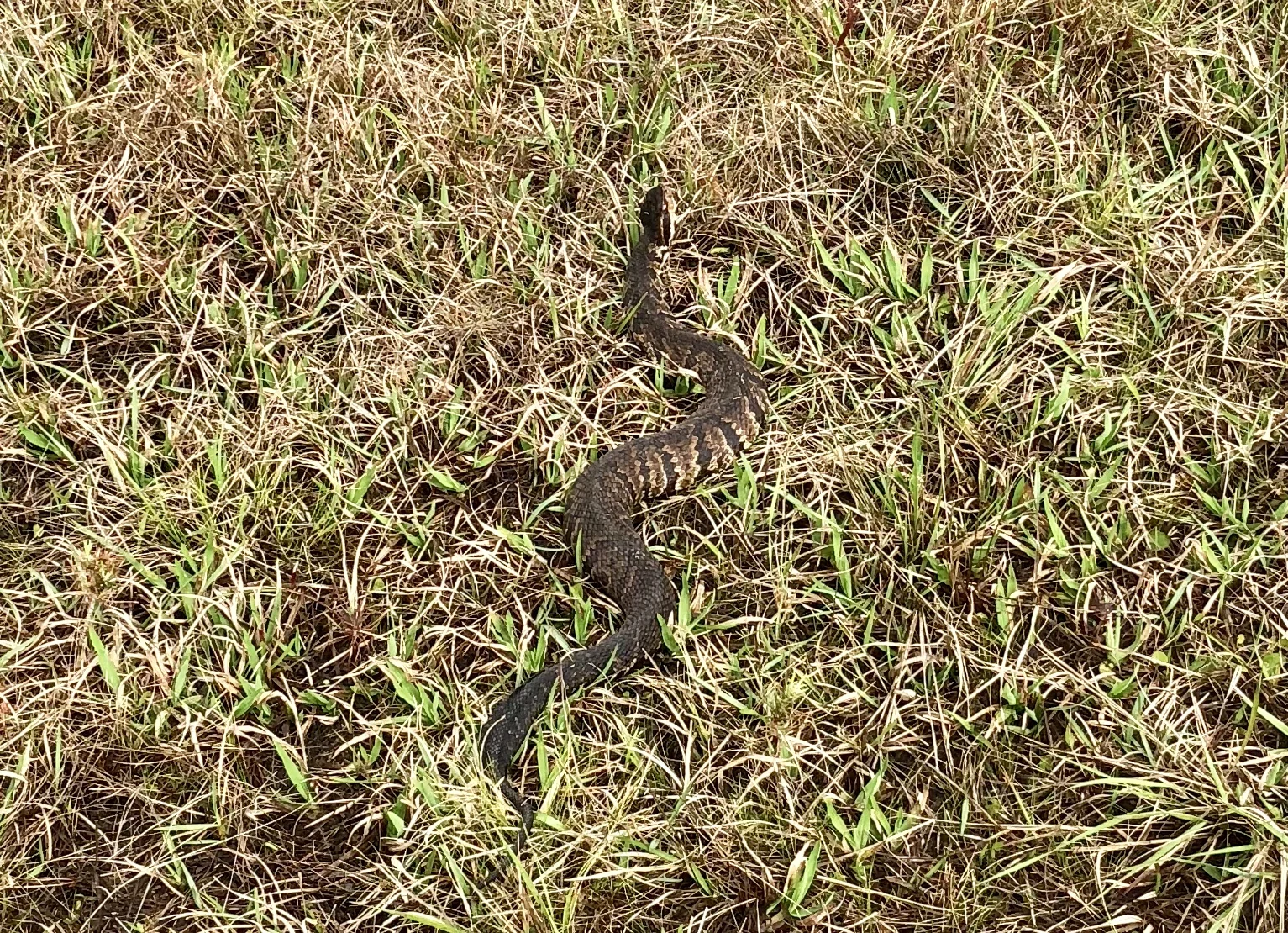 That is one big snake.