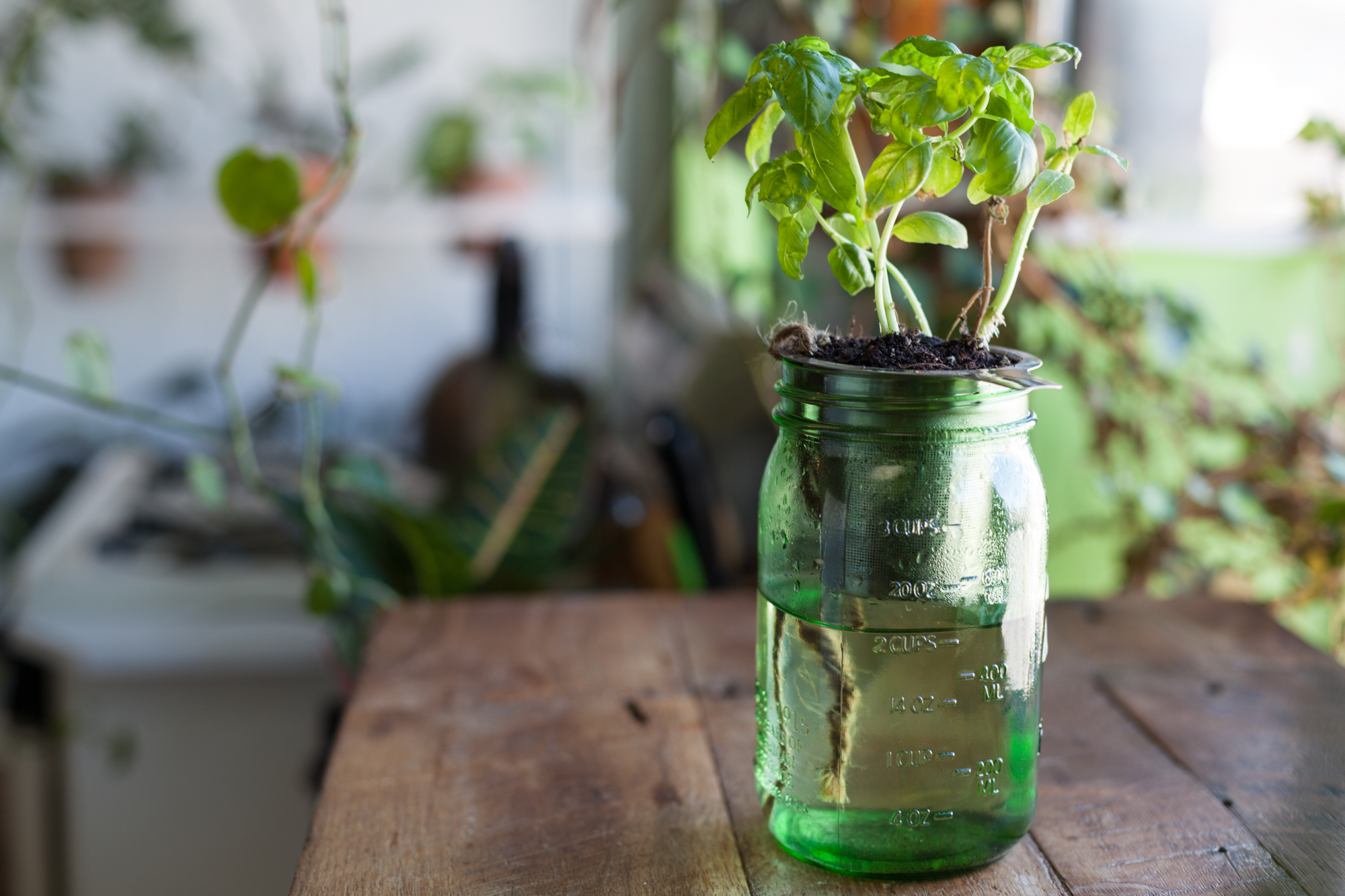  A homemade, self-watering Mason Jar planter. 