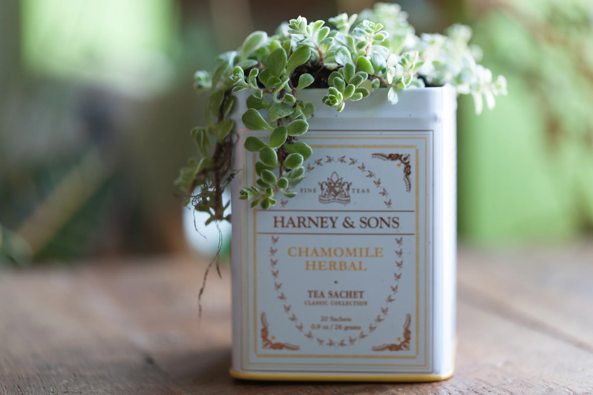 7 clever ways to reuse containers to grow plants — HOMESTEAD BROOKLYN