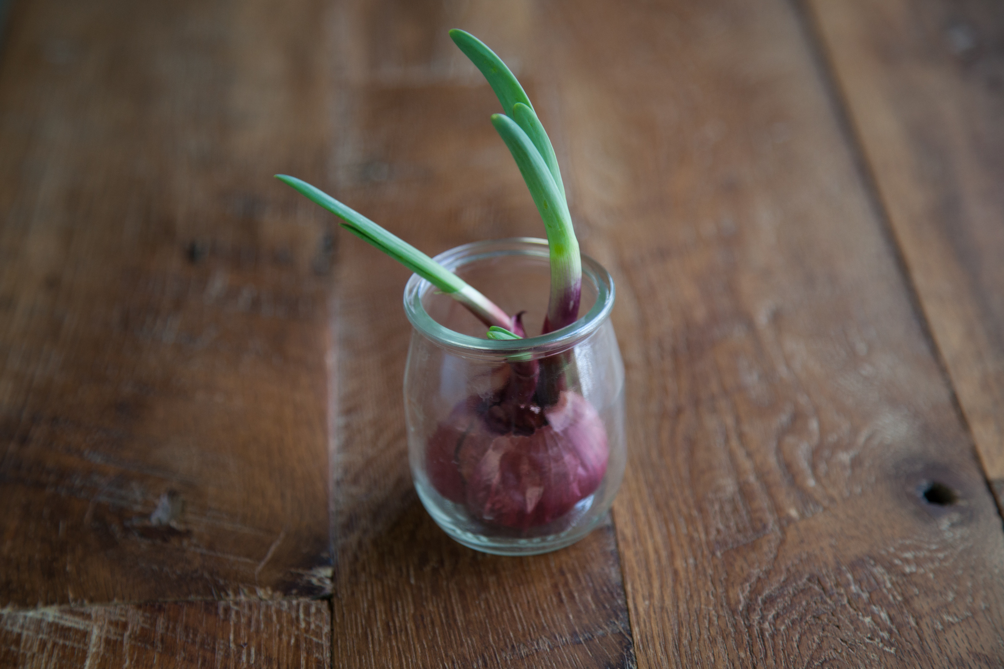  Sprouting onion in an upcycled glass yogurt container. 