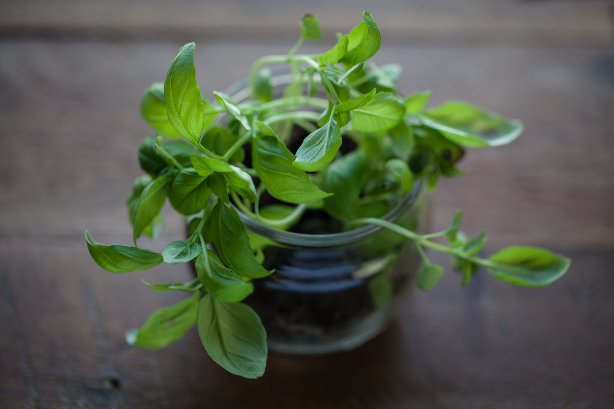  Microgreen basil growing in an upcycled yogurt container. 