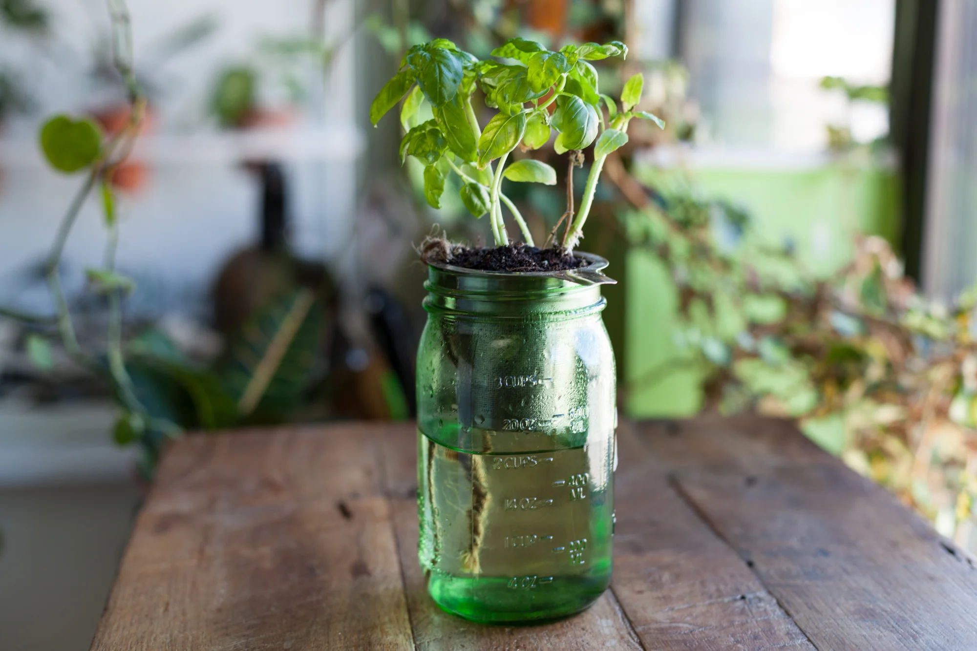 How to create a DIY self-watering planter for the home
