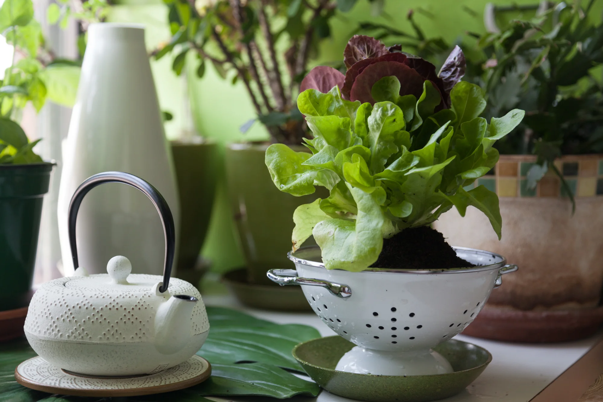 The colander planter makes perfect sense in the kitchen