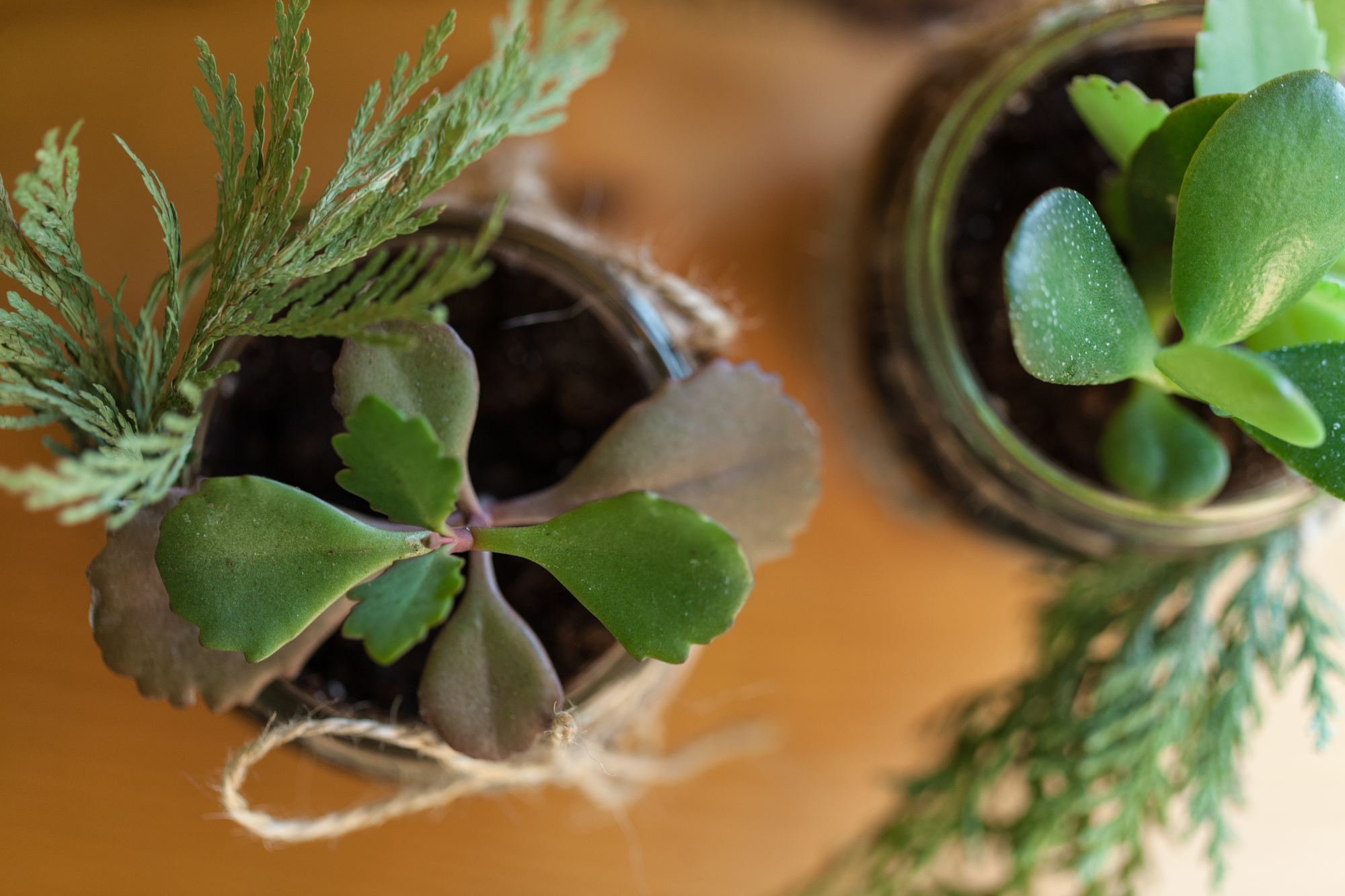 Make a DIY mason jar succulent garden for a gift this holiday