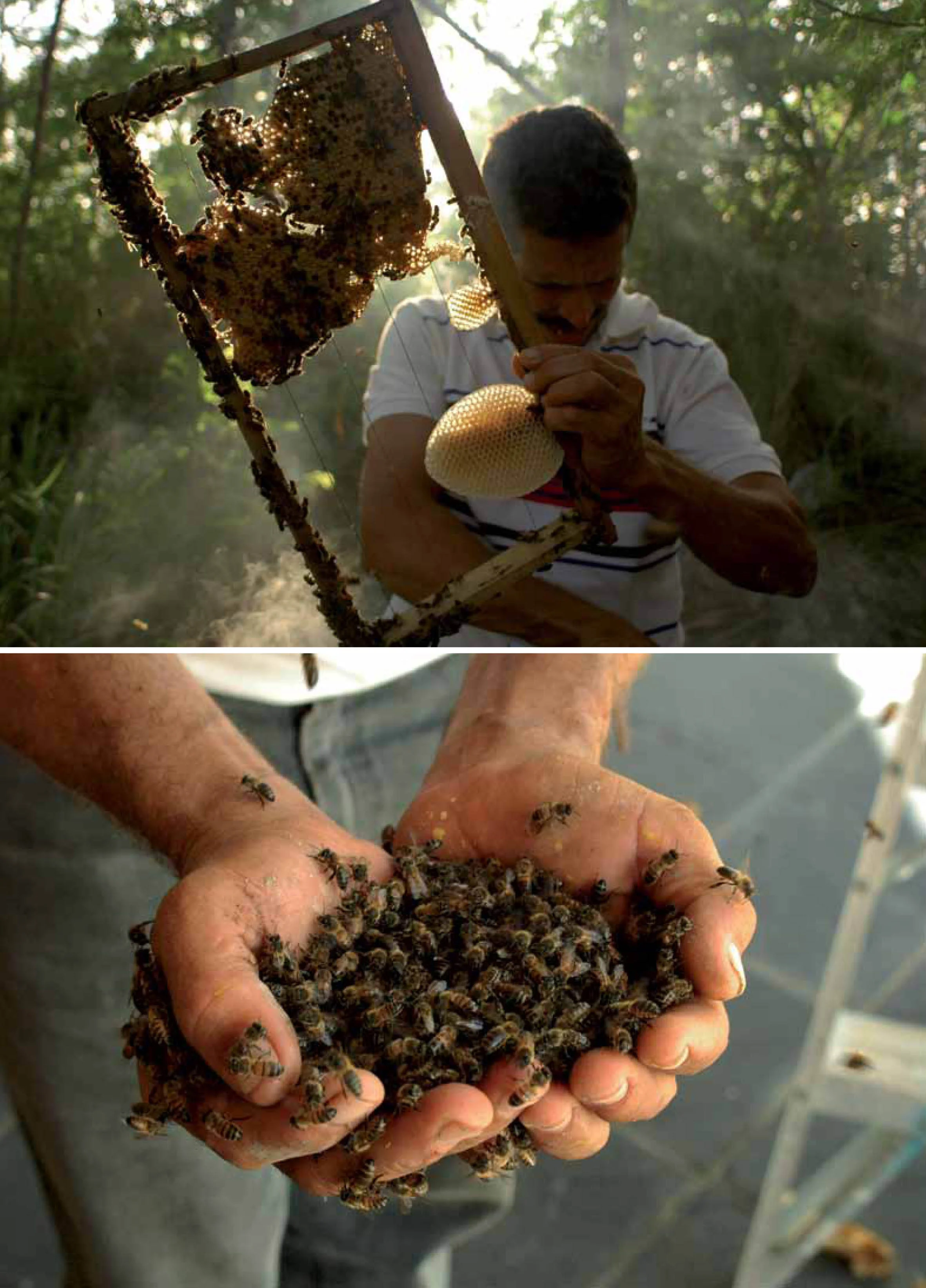 Rubio shows a handful of bees to the camera. Acts like this inspired confidence in myself to wear the bees. Photo: Jake Kheel