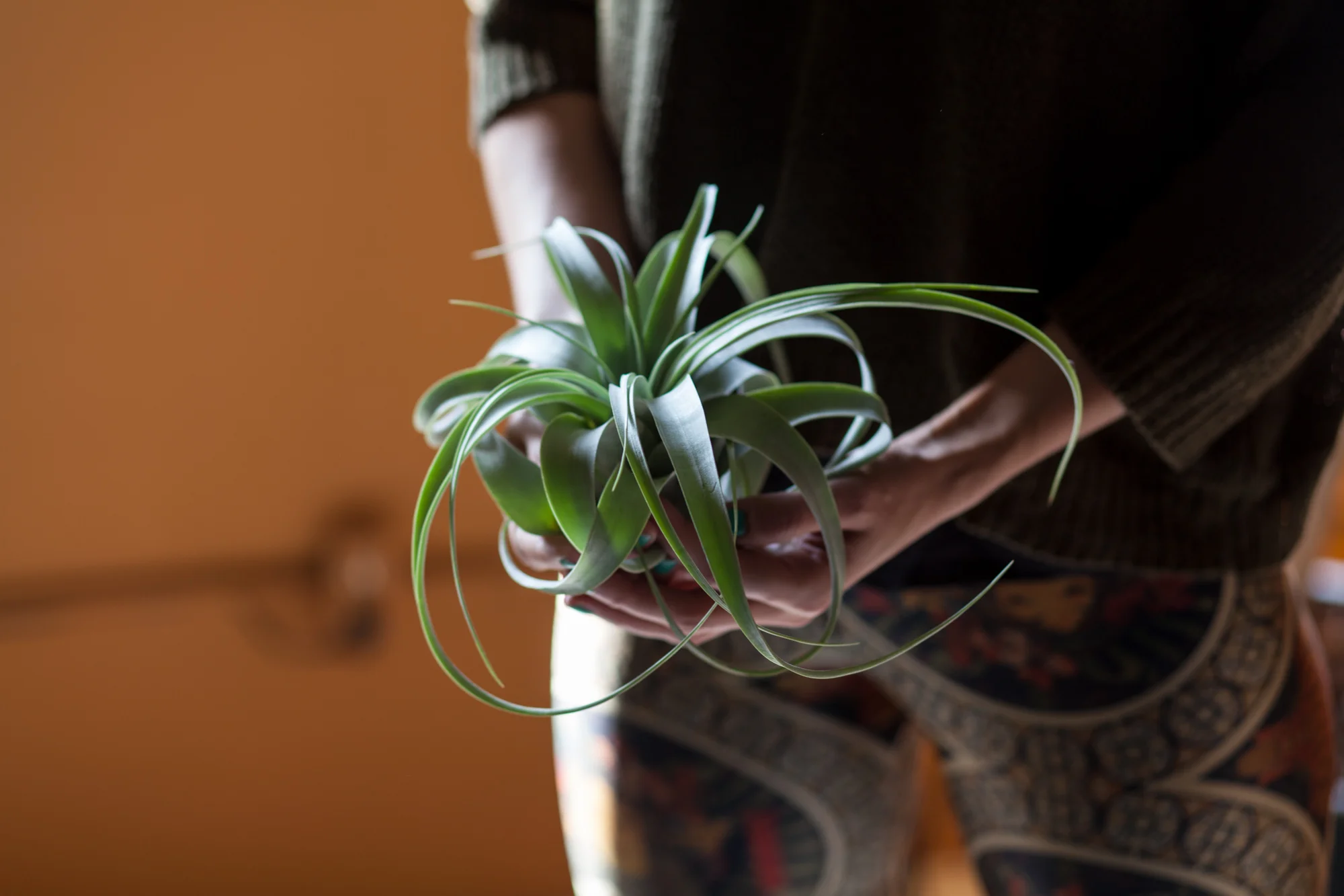 Tillandsia xerographica can grow quite large and be a real statement piece. 