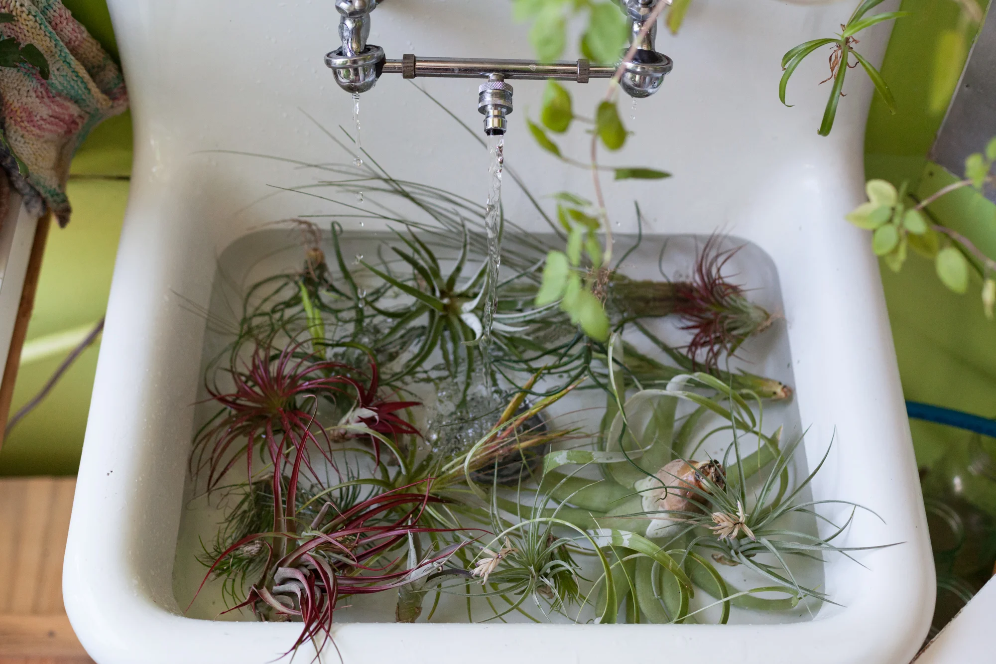 The home environment is often quite dry, so it's good practice to soak your Tillandsia at least once every two weeks for 30-45 minutes. 