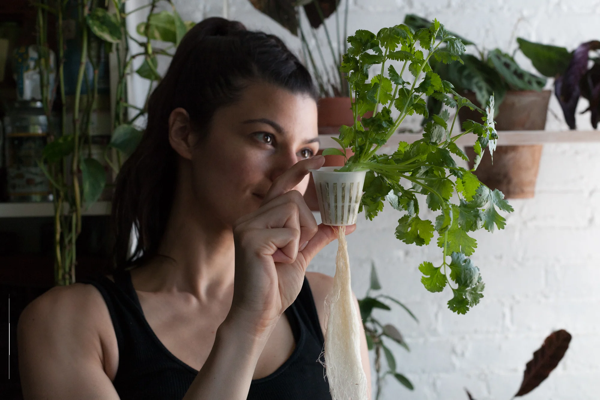 This cilantro was totally ready for use after growing a few weeks in my Amphora vase from Cloud Farms.
