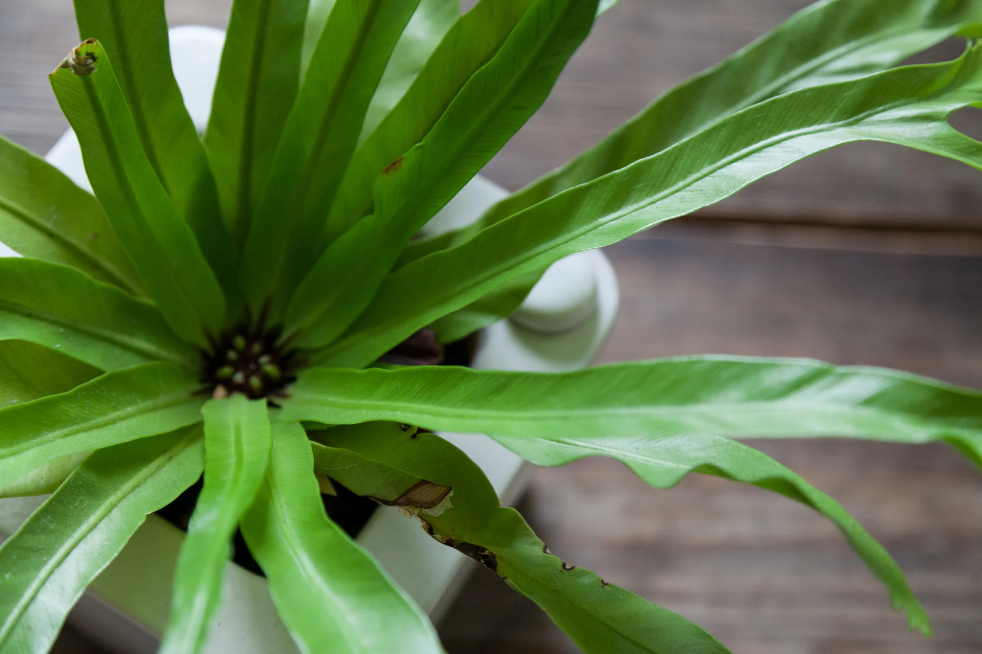 I like to keep my ferns in planters that can regulate their own water. Though this particular planter is now hard to come by, I highly recommend it. Here's my bird's nest fern in this planter.