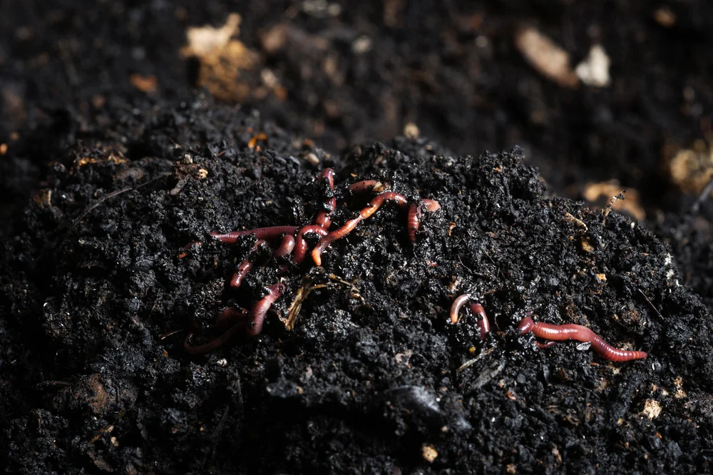That rich black soil that you see is actually worm poop! Red wigglers, which are a type of composting worm, digest decaying plant matter and turn it into nutrient-rich "soil" out their other end. 