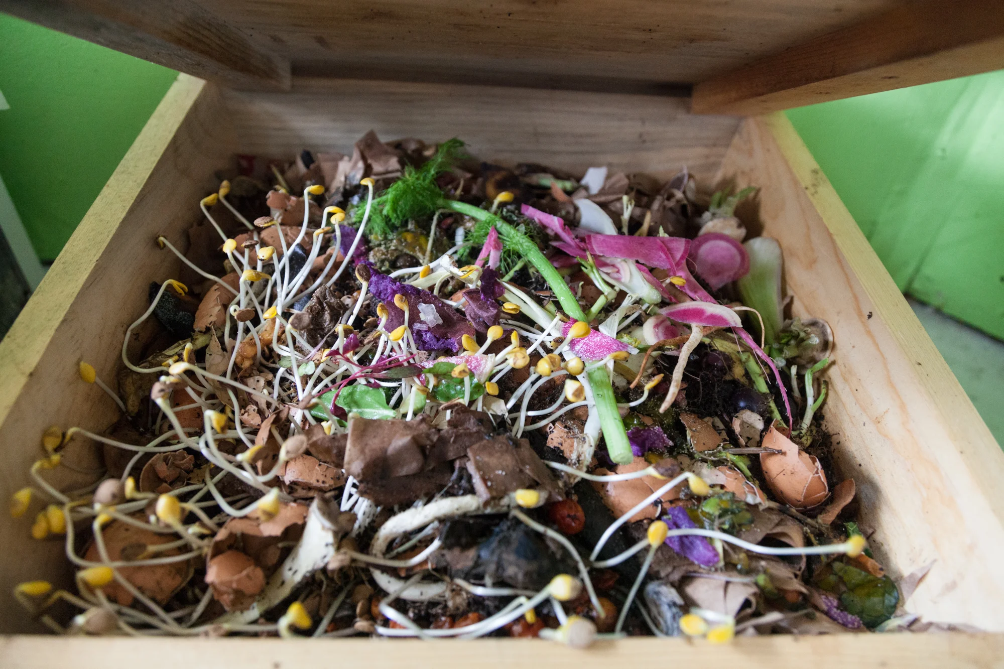 10 steps to setting up your worm bin