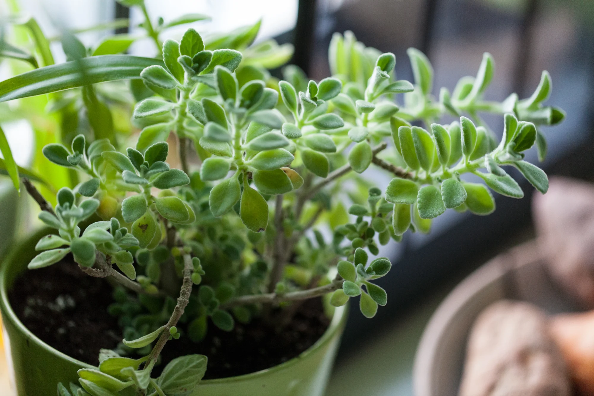 How to grow a Vicks plant at home
