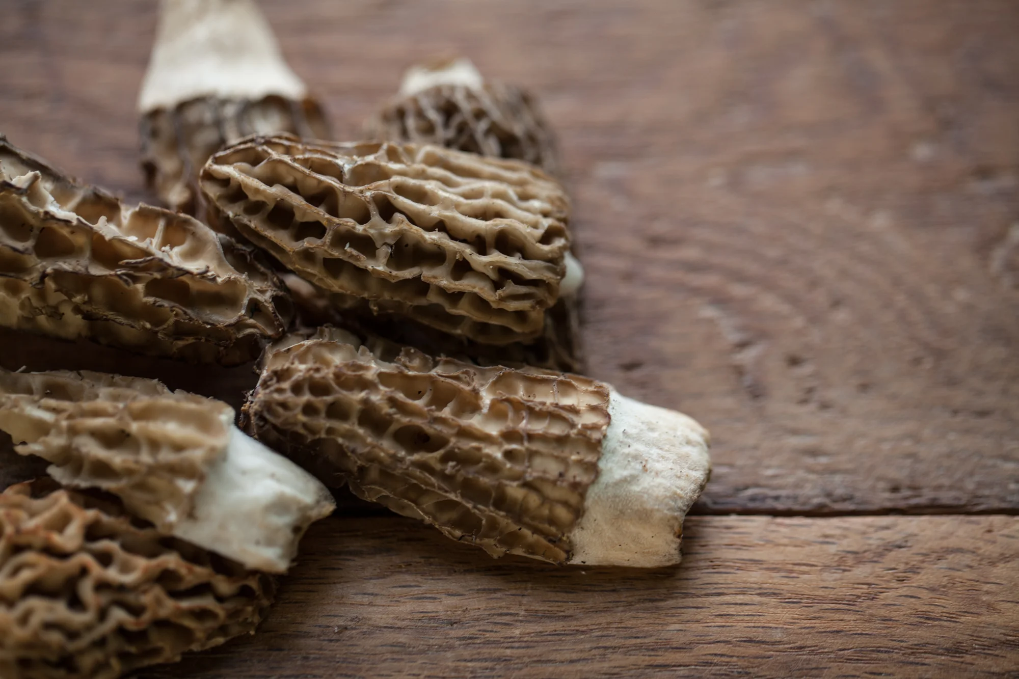 Foraging for morel mushrooms in British Columbia