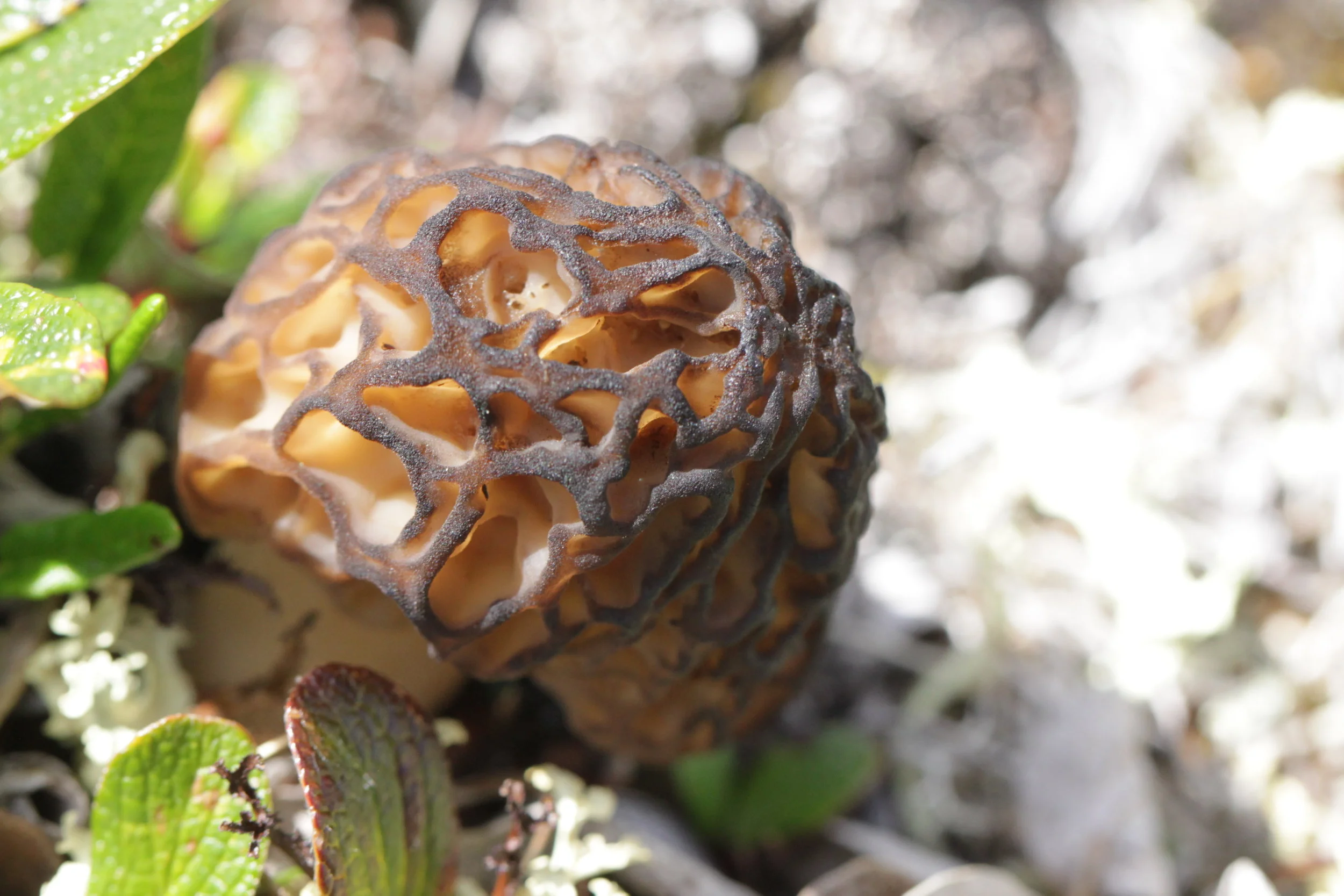Foraging for morel mushrooms in British Columbia — HOMESTEAD BROOKLYN