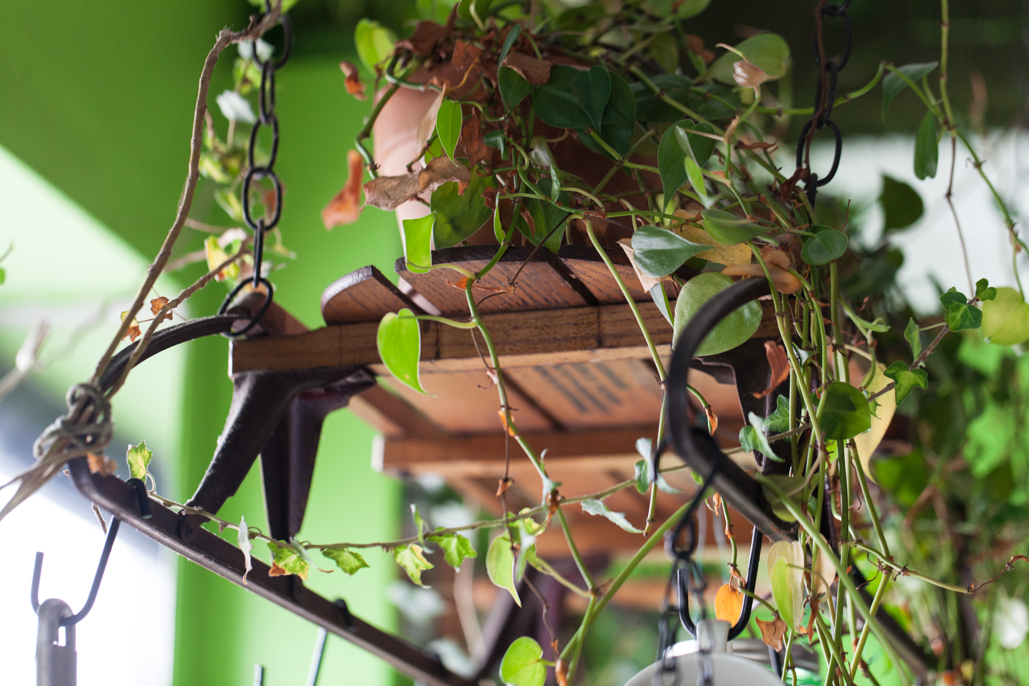 Turn a vintage sled into a DIY plant shelf