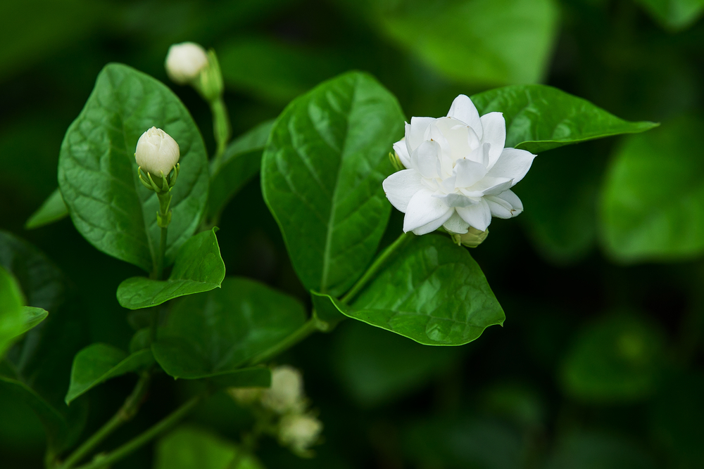  You now can find all sorts of jasmine varieties that have a most intoxicating smell. This variety, Arabian jasmine ( Jasminum sambac ), has a double flower, or flower-within-a-flower. 