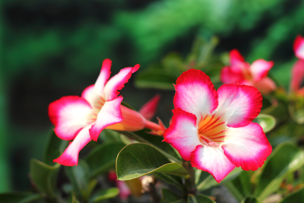  The desert rose ( Adenium  sp.) is a striking succulent. They prefer it sunny, dry, warm—and particularly don't mind a little neglect. My desert rose had lost all its leaves two winters ago, and then got a bout of mealy bugs, but after all of that, 