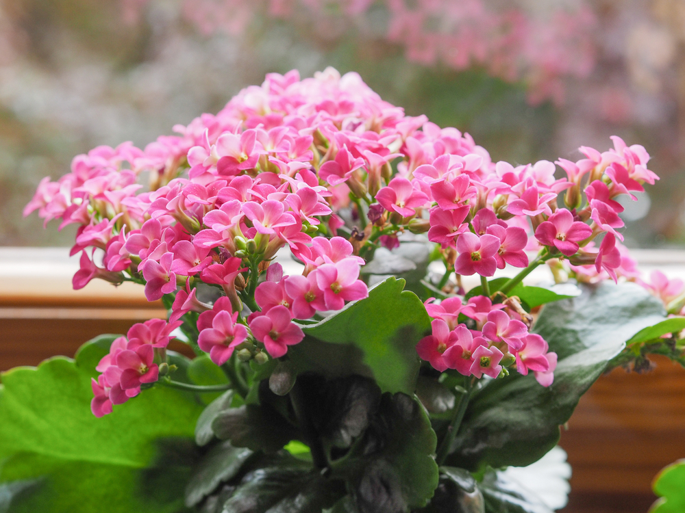 15 Plants That Bloom Indoors In Winter Homestead Brooklyn