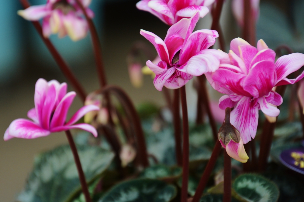  Cyclamens are commonly sold in winter markets, particularly for their showy blooms, but know that this is one of those Goldilox plants. It doesn't like to be too wet or too dry. 