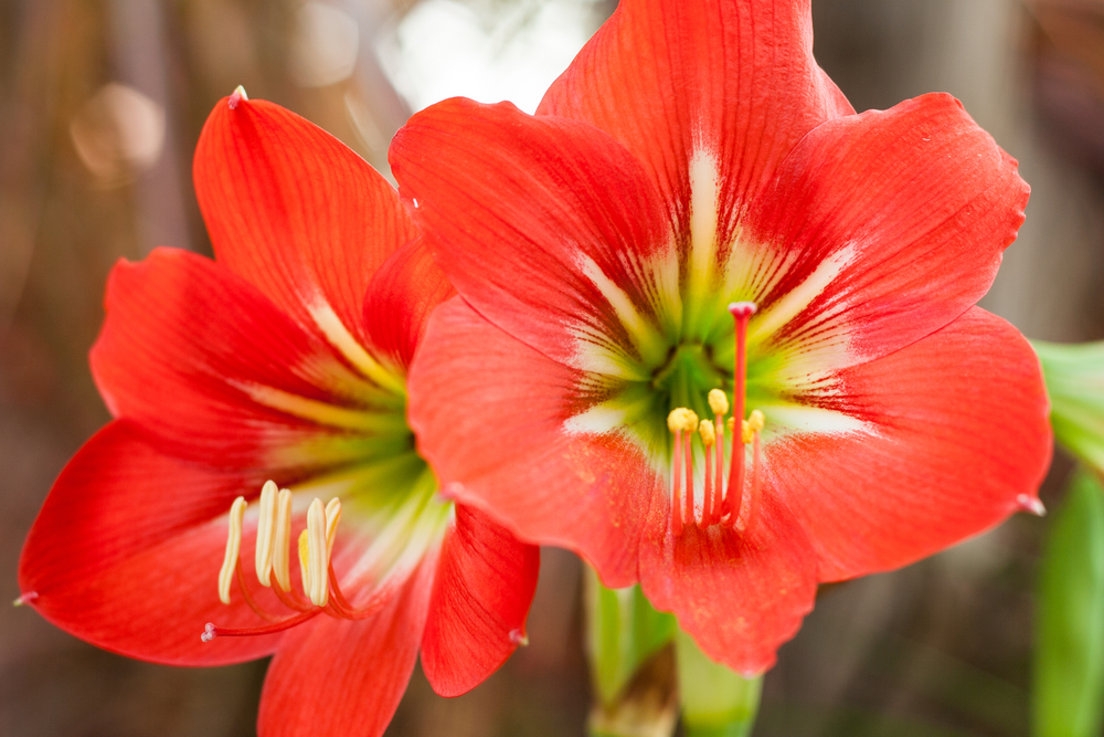   Amaryllis  is a popular bulb plant that comes in a number of hues (red is quite popular) and pops up with a showy bloom over the holidays. 