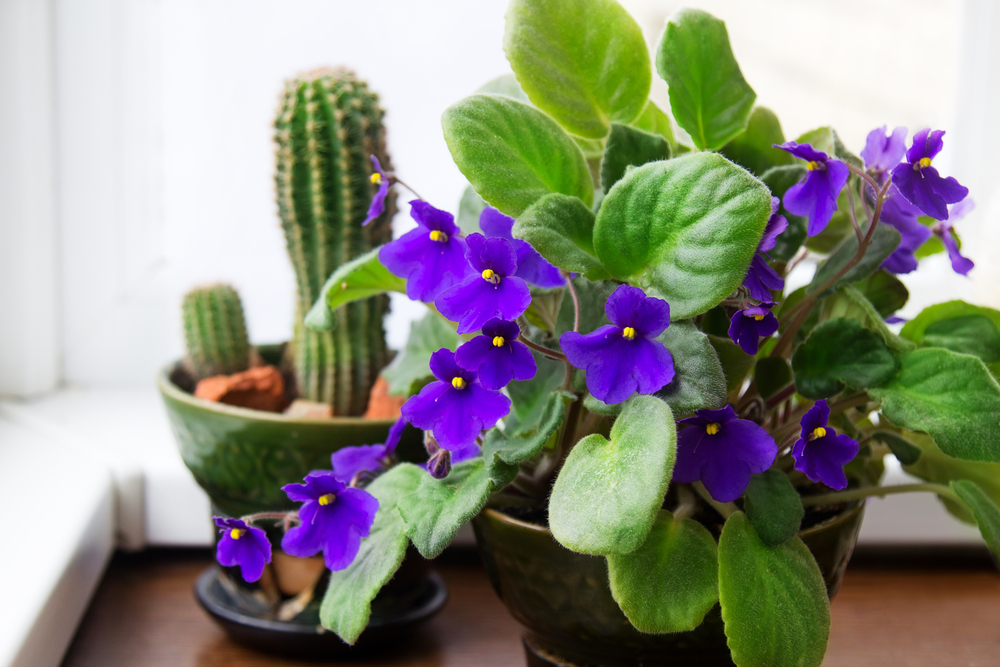 10 Winter Flowering Plants for Inside and Around Your Home