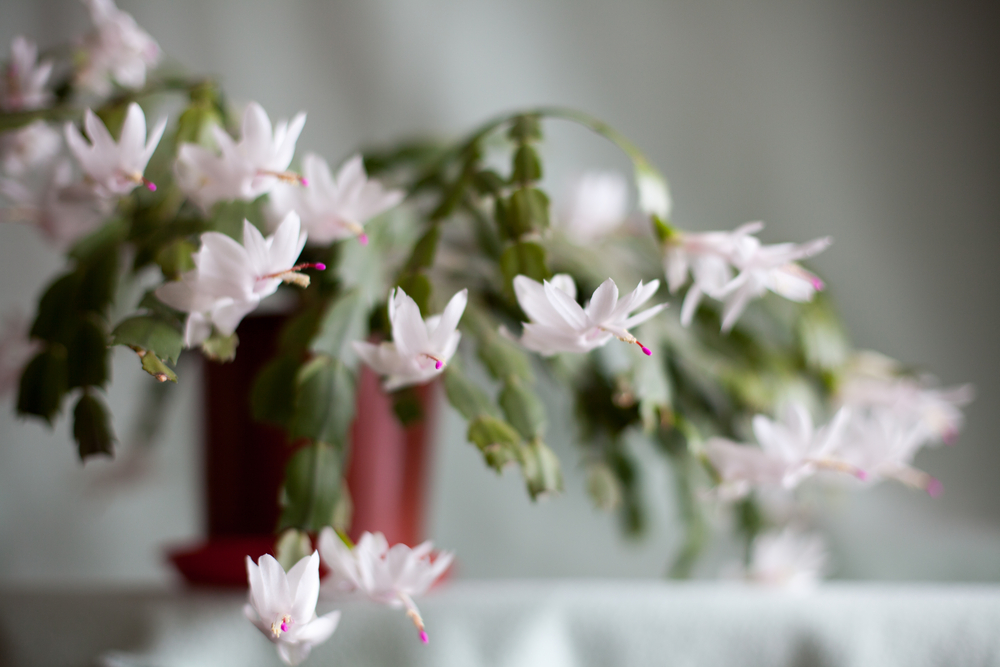  Thanksgiving and Christmas cactuses ( Schlumbergera truncata ) are, as their names suggest, programmed to bloom no-fail around their respective holidays. While they are blooming, it's important to keep them moist, as they are one of those rare cacti