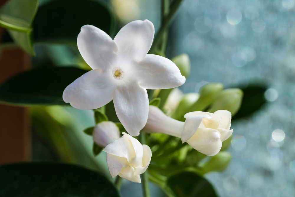  Hawaiian wedding vine—once called  Stephanotis floribunda  has now had a change in genus to  Marsdenia floribunda , but does not change it's heavenly scented jasmine-like flowers.&nbsp; 