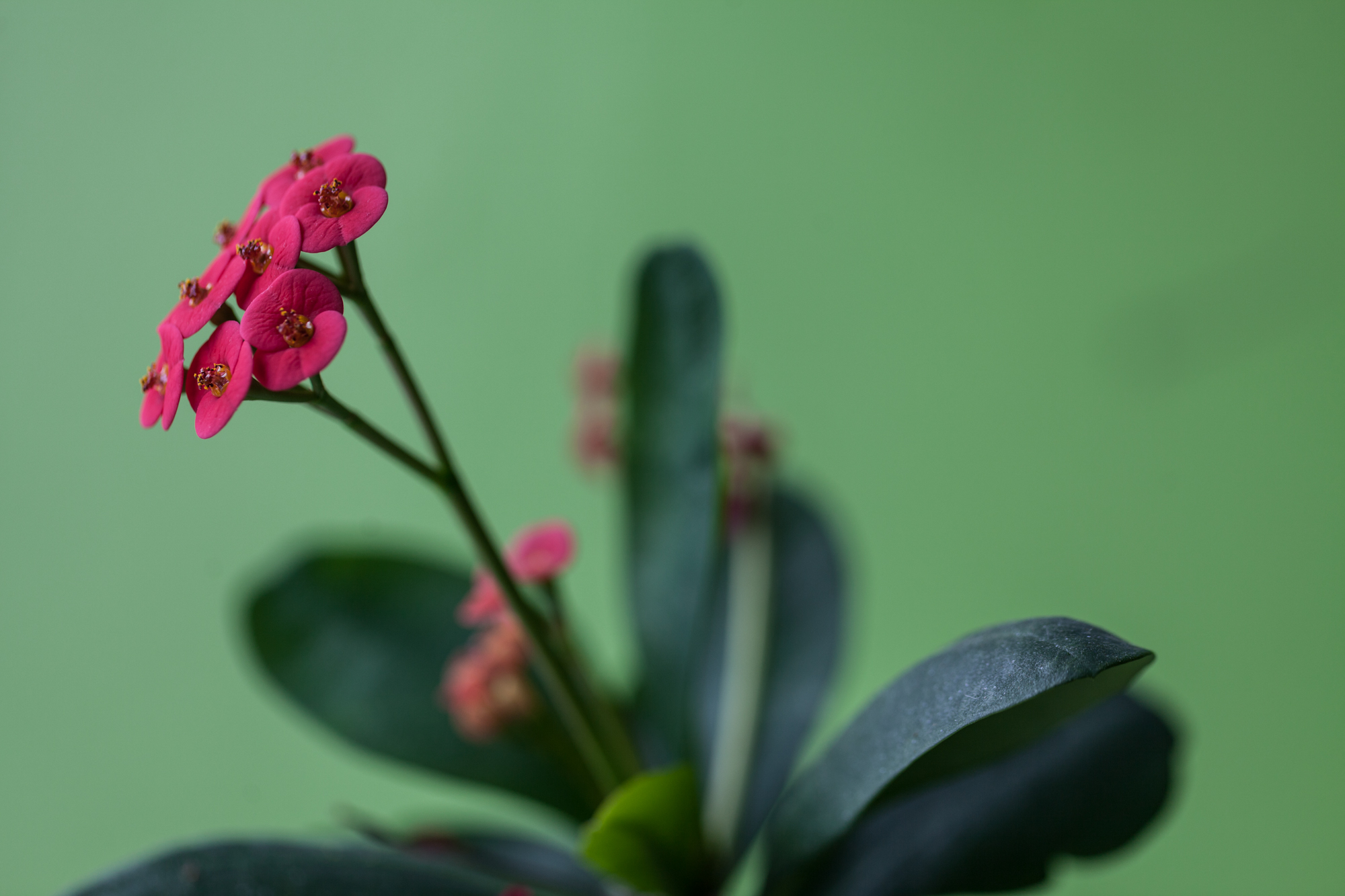  Crown-of-thorns ( Euphorbia milii) , aptly named for its thorny stems, is an ever-bloomer that is highly recommended. Just don't get the milky sap on you! 