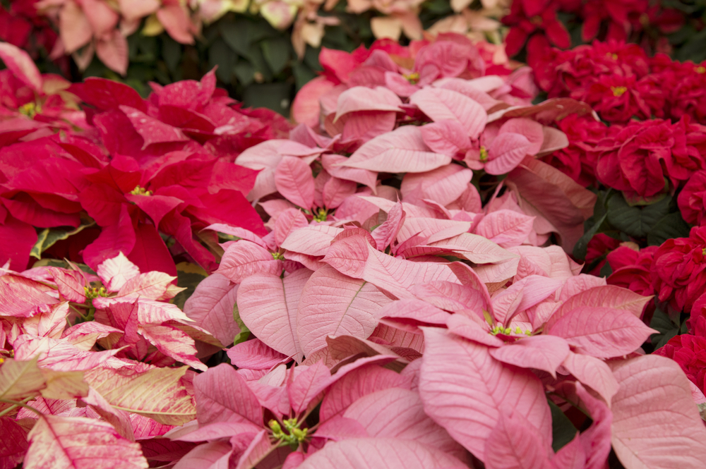 Also in the Euphorbia genus, Poinsettia ( Euphorbia pulcherrima ) is bred for its showy bracts, which are modified leaves which are often mistaken for flowers. As a matter of fact, however, it is their Inconspicuous yellow flowers that are actually